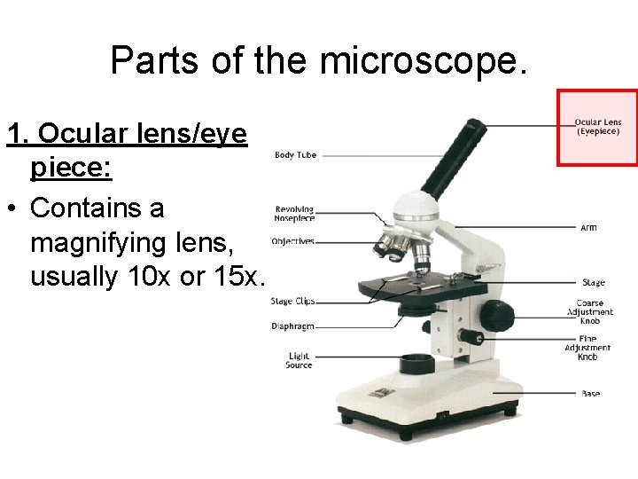 Parts of the microscope. 1. Ocular lens/eye piece: • Contains a magnifying lens, usually