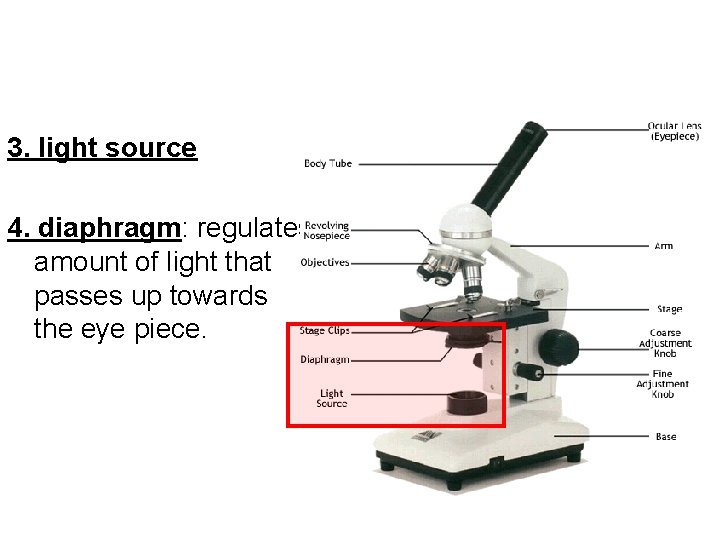 3. light source 4. diaphragm: regulates amount of light that passes up towards the