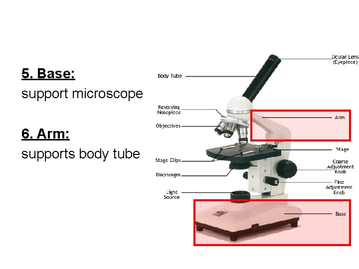 5. Base: support microscope 6. Arm: supports body tube 