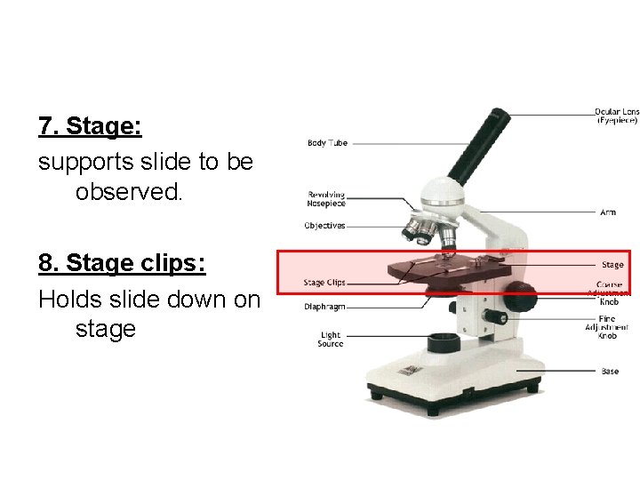 7. Stage: supports slide to be observed. 8. Stage clips: Holds slide down on