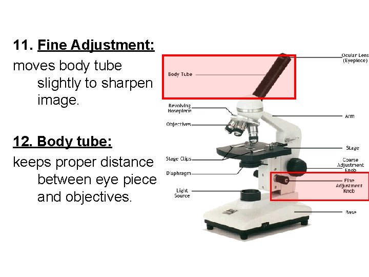 11. Fine Adjustment: moves body tube slightly to sharpen image. 12. Body tube: keeps