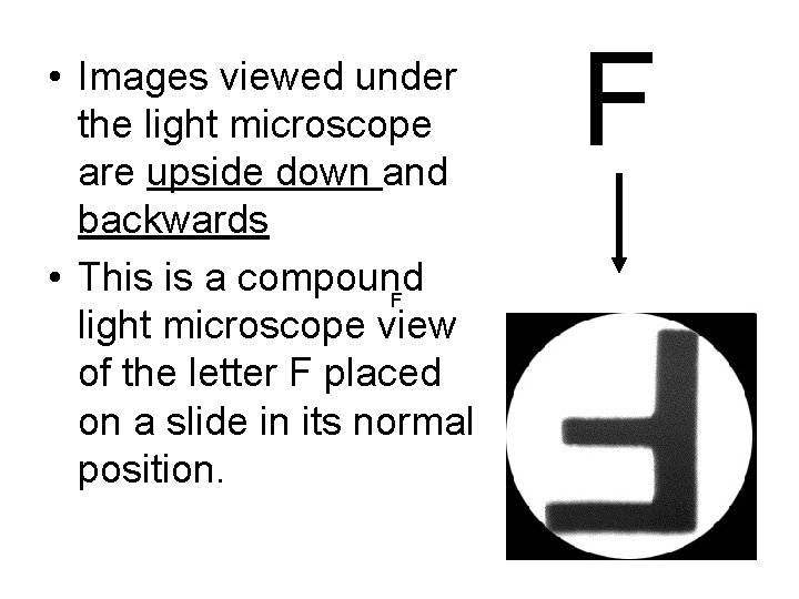  • Images viewed under the light microscope are upside down and backwards •