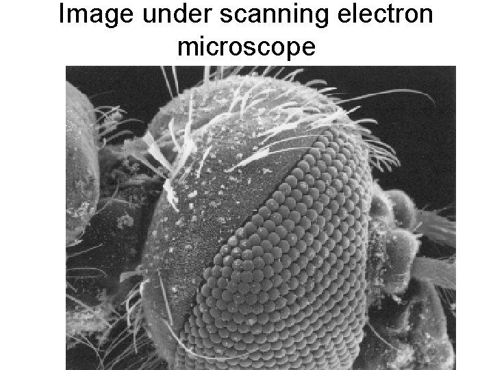 Image under scanning electron microscope 