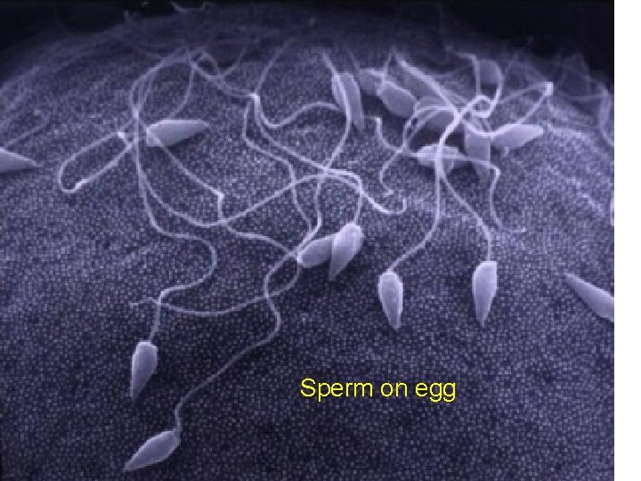 Sperm on egg 