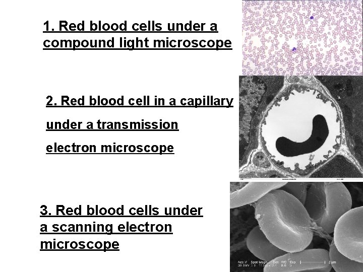 1. Red blood cells under a compound light microscope 2. Red blood cell in