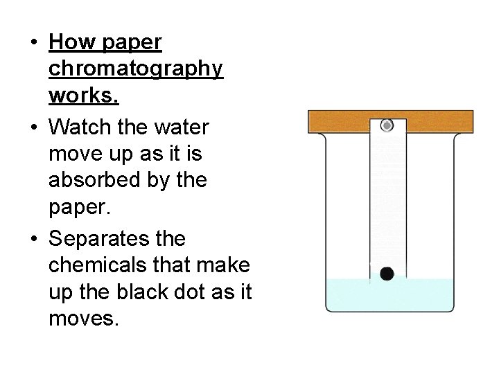  • How paper chromatography works. • Watch the water move up as it