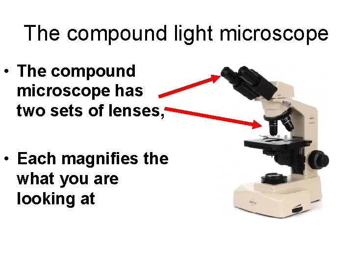 The compound light microscope • The compound microscope has two sets of lenses, •