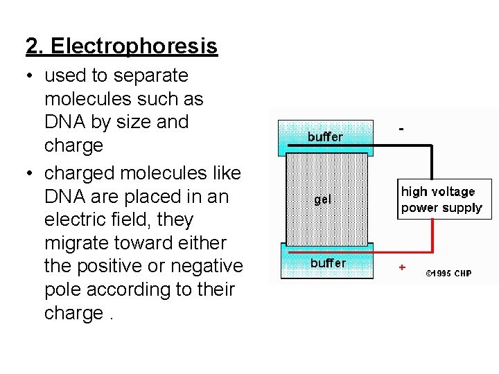 2. Electrophoresis • used to separate molecules such as DNA by size and charge