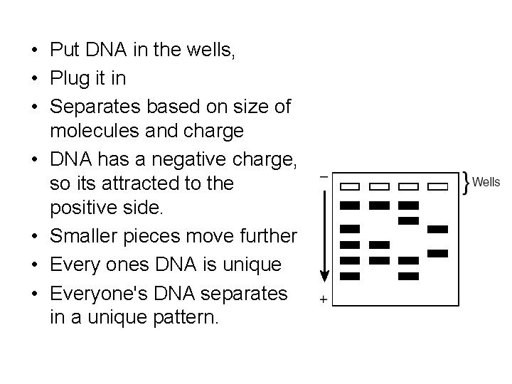  • Put DNA in the wells, • Plug it in • Separates based