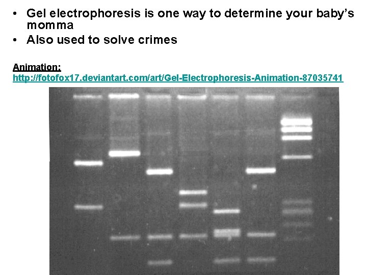  • Gel electrophoresis is one way to determine your baby’s momma • Also