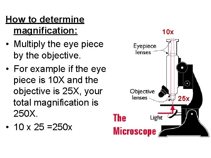 How to determine magnification: • Multiply the eye piece by the objective. • For