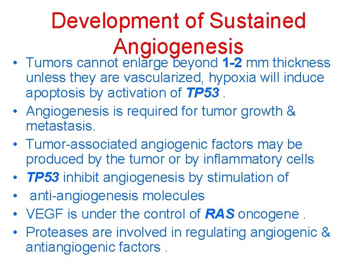 Development of Sustained Angiogenesis • Tumors cannot enlarge beyond 1 -2 mm thickness unless