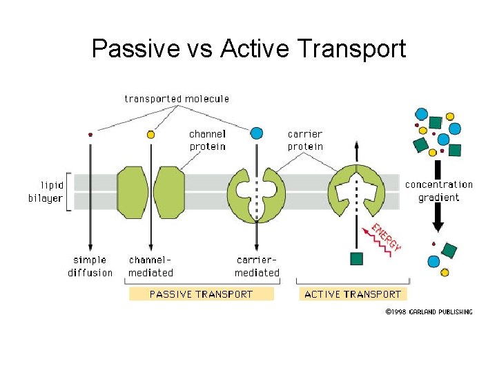 Passive vs Active Transport 