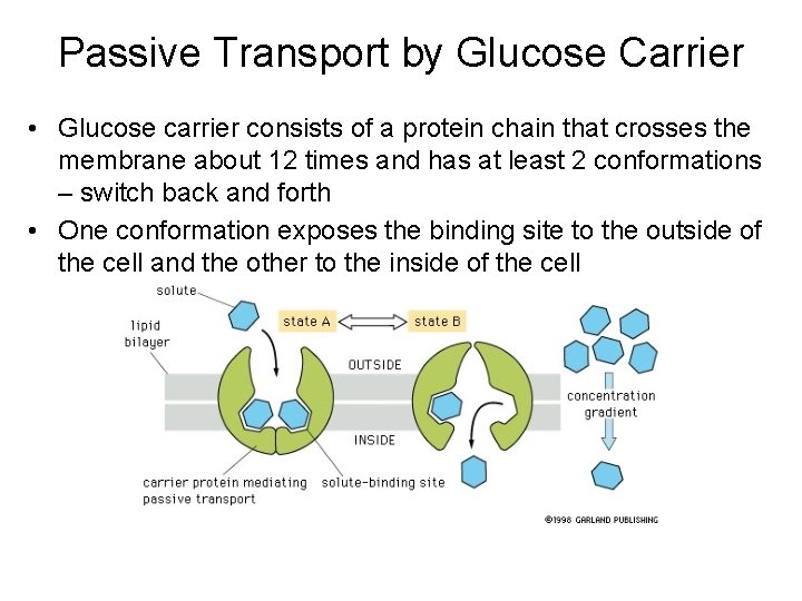 Passive Transport by Glucose Carrier • Glucose carrier consists of a protein chain that