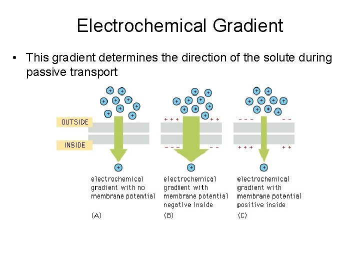 Electrochemical Gradient • This gradient determines the direction of the solute during passive transport