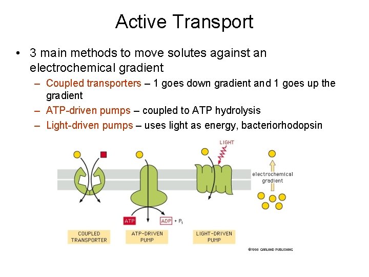 Active Transport • 3 main methods to move solutes against an electrochemical gradient –