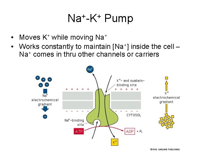 Na+-K+ Pump • Moves K+ while moving Na+ • Works constantly to maintain [Na+]