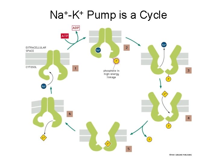Na+-K+ Pump is a Cycle 