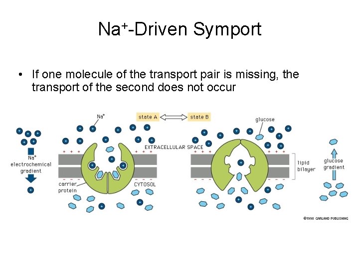 Na+-Driven Symport • If one molecule of the transport pair is missing, the transport