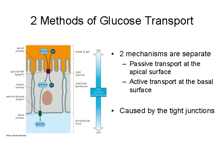 2 Methods of Glucose Transport • 2 mechanisms are separate – Passive transport at