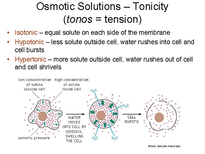 Osmotic Solutions – Tonicity (tonos = tension) • Isotonic – equal solute on each