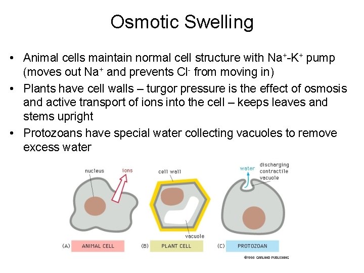 Osmotic Swelling • Animal cells maintain normal cell structure with Na+-K+ pump (moves out