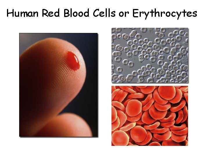 Human Red Blood Cells or Erythrocytes 