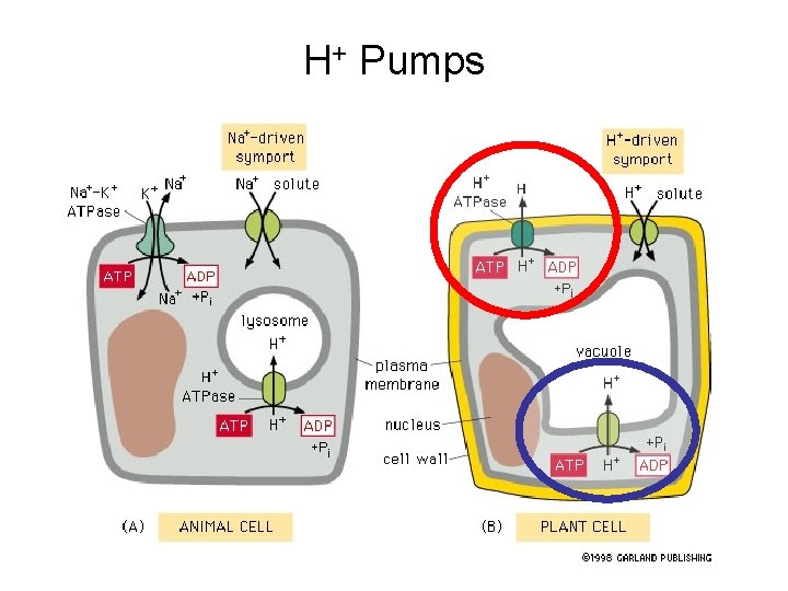 H+ Pumps 