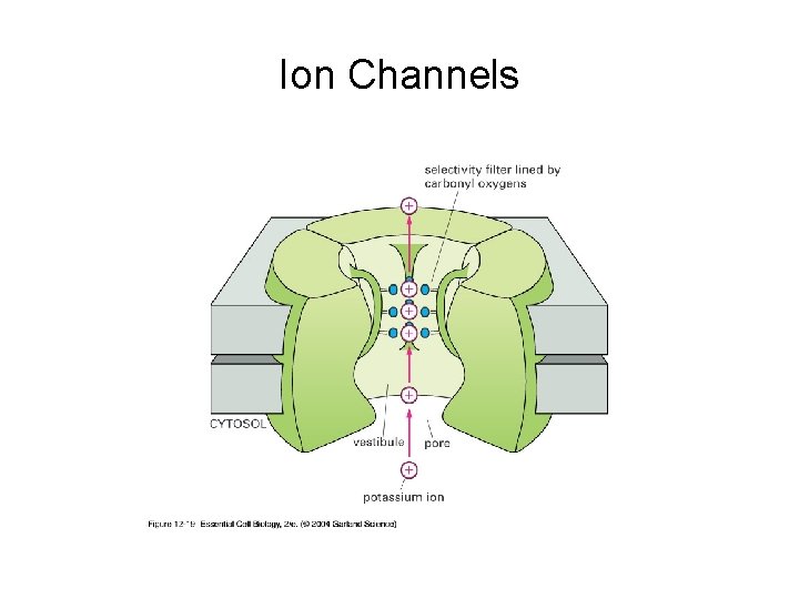 Ion Channels 
