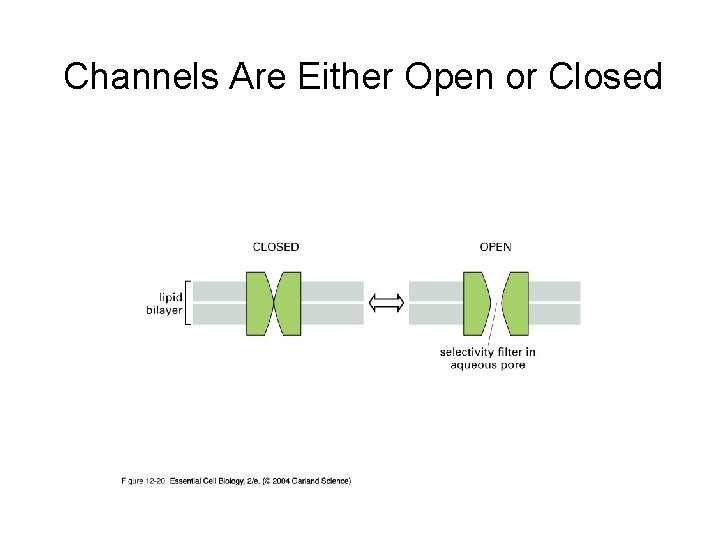 Channels Are Either Open or Closed 