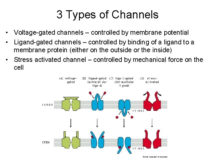 3 Types of Channels • Voltage-gated channels – controlled by membrane potential • Ligand-gated