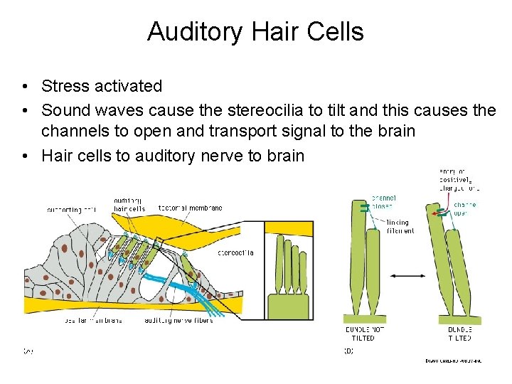 Auditory Hair Cells • Stress activated • Sound waves cause the stereocilia to tilt