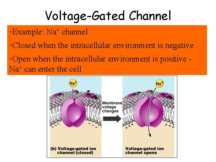 Voltage-Gated Channel • Example: Na+ channel • Closed when the intracellular environment is negative