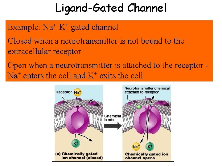 Ligand-Gated Channel Example: Na+-K+ gated channel Closed when a neurotransmitter is not bound to