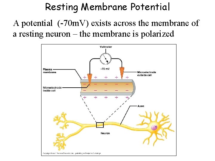 Resting Membrane Potential A potential (-70 m. V) exists across the membrane of a