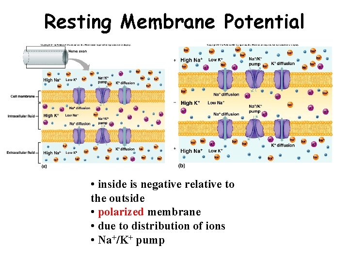 Resting Membrane Potential • inside is negative relative to the outside • polarized membrane