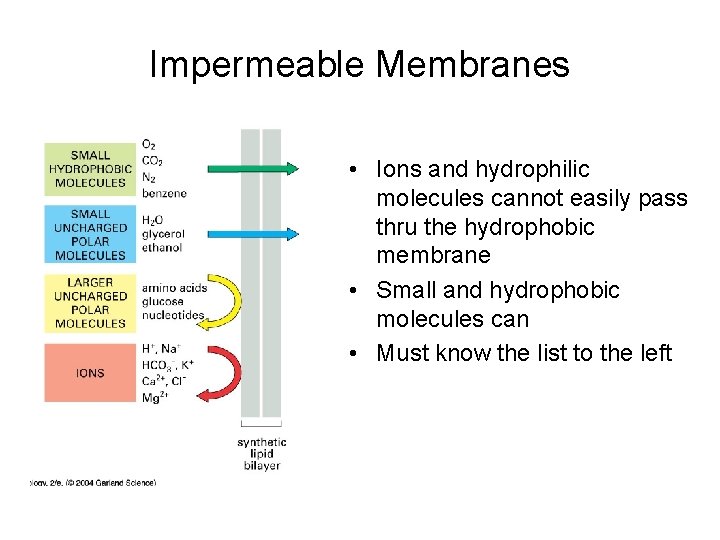 Impermeable Membranes • Ions and hydrophilic molecules cannot easily pass thru the hydrophobic membrane