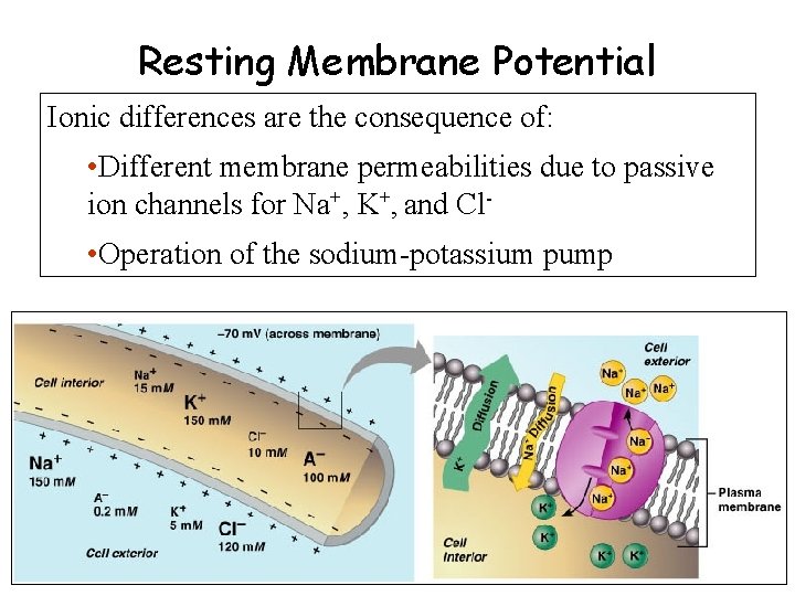 Resting Membrane Potential Ionic differences are the consequence of: • Different membrane permeabilities due