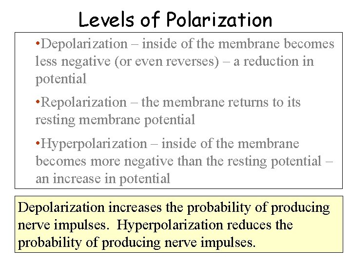 Levels of Polarization • Depolarization – inside of the membrane becomes less negative (or