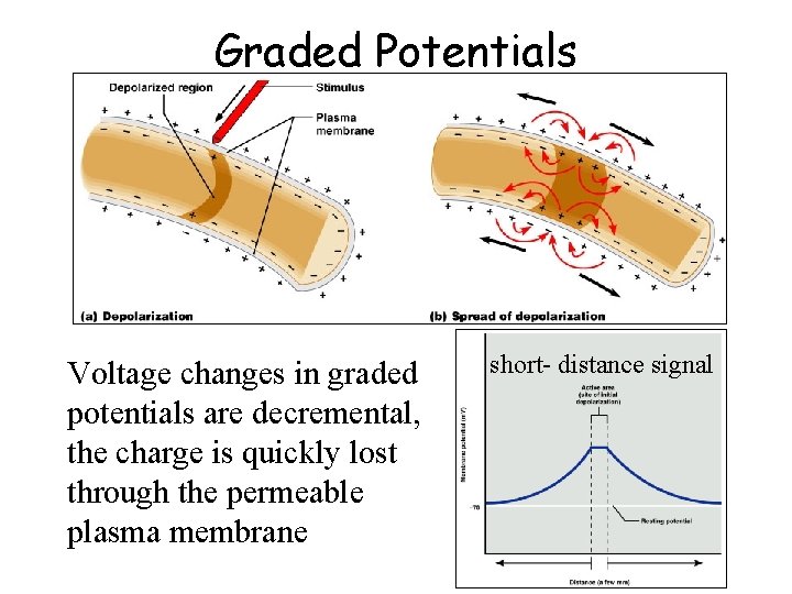 Graded Potentials Voltage changes in graded potentials are decremental, the charge is quickly lost
