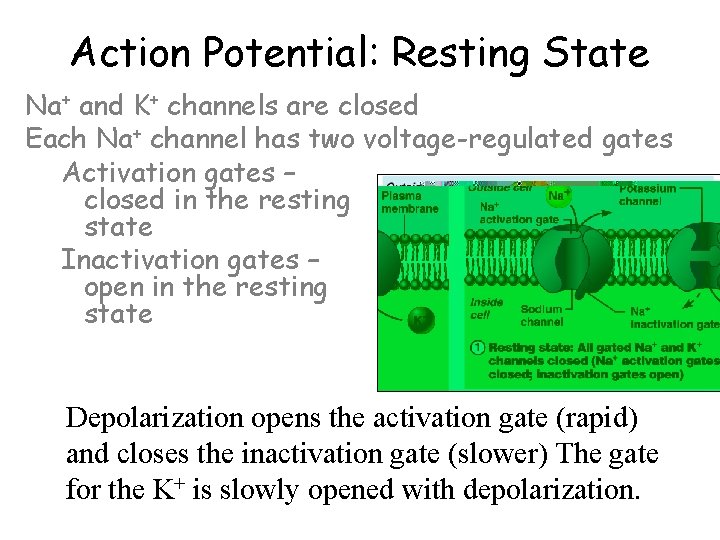 Action Potential: Resting State Na+ and K+ channels are closed Each Na+ channel has