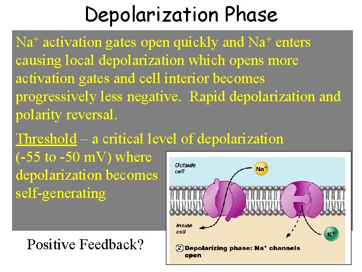 Depolarization Phase Na+ activation gates open quickly and Na+ enters causing local depolarization which