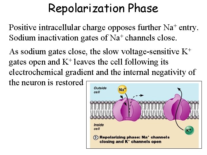 Repolarization Phase Positive intracellular charge opposes further Na+ entry. Sodium inactivation gates of Na+