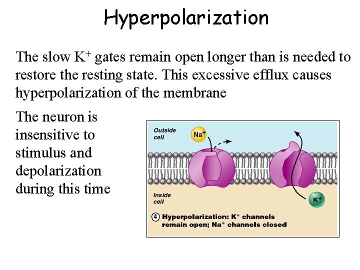 Hyperpolarization The slow K+ gates remain open longer than is needed to restore the