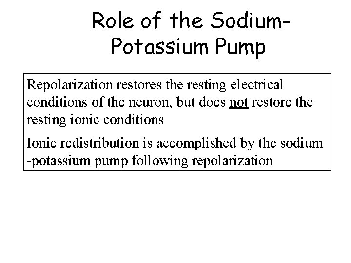 Role of the Sodium. Potassium Pump Repolarization restores the resting electrical conditions of the