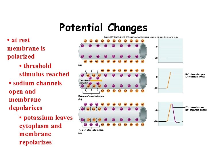 Potential Changes • at rest membrane is polarized • threshold stimulus reached • sodium