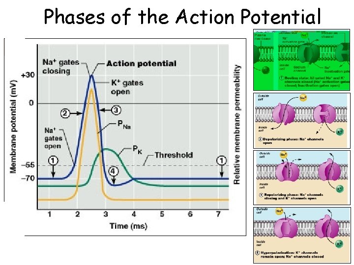 Phases of the Action Potential 