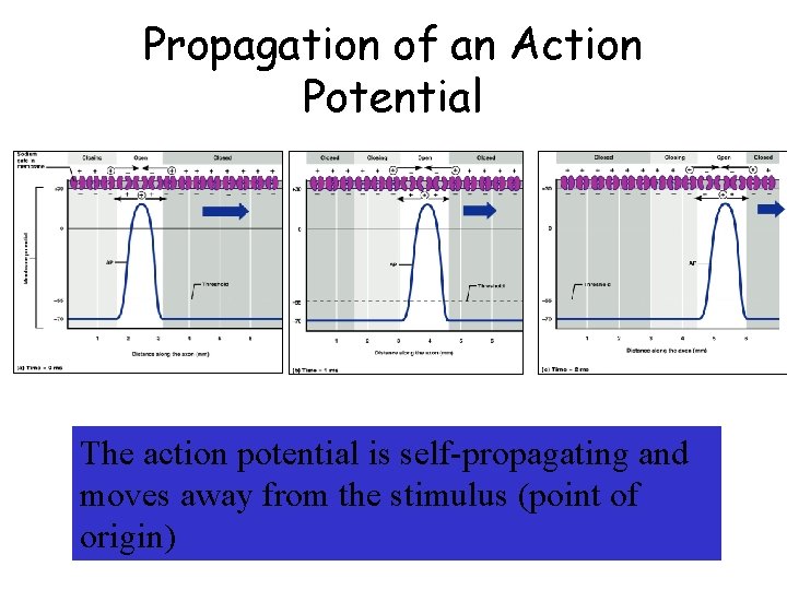 Propagation of an Action Potential The action potential is self-propagating and moves away from