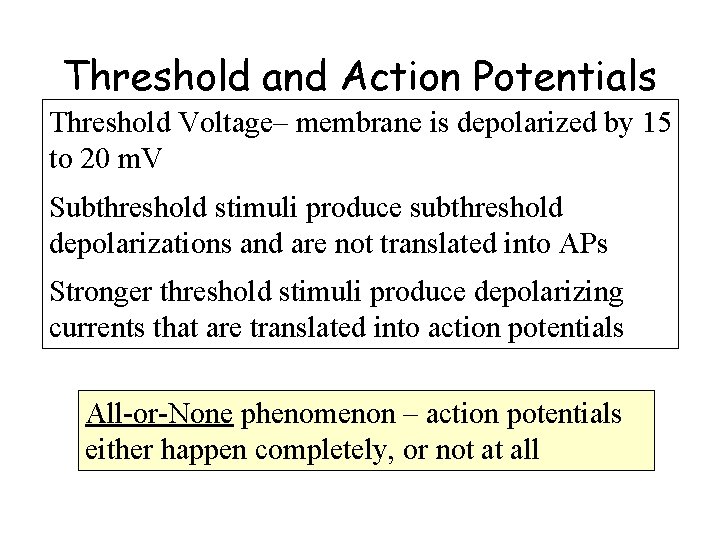 Threshold and Action Potentials Threshold Voltage– membrane is depolarized by 15 to 20 m.