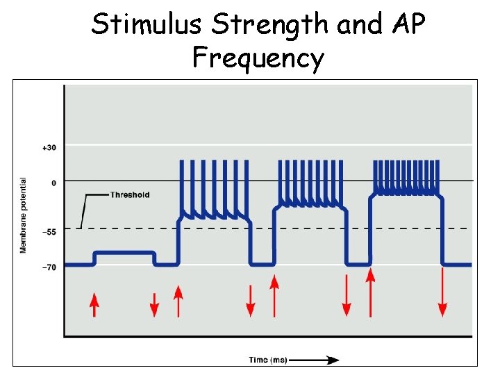 Stimulus Strength and AP Frequency 